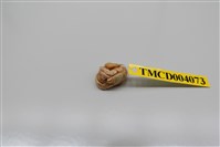 藏品(灰白陸寄居蟹)的圖片